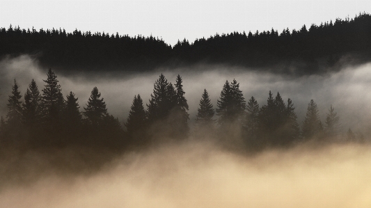 Landscape tree nature forest Photo