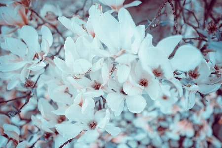 ブランチ 花 植物 葉 写真