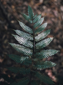 Foto Albero natura foresta ramo