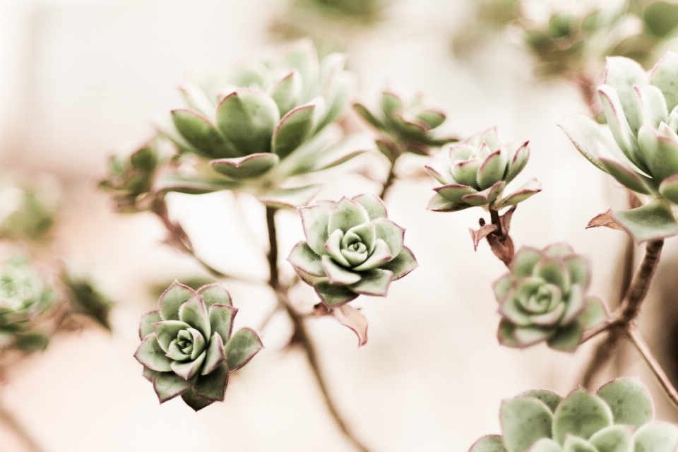 Blossom plant flower petal