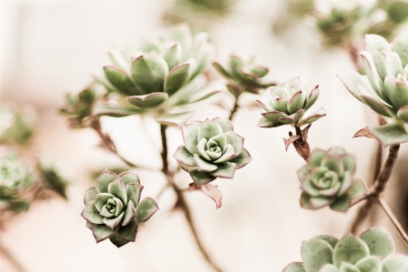 Blossom plant flower petal Photo