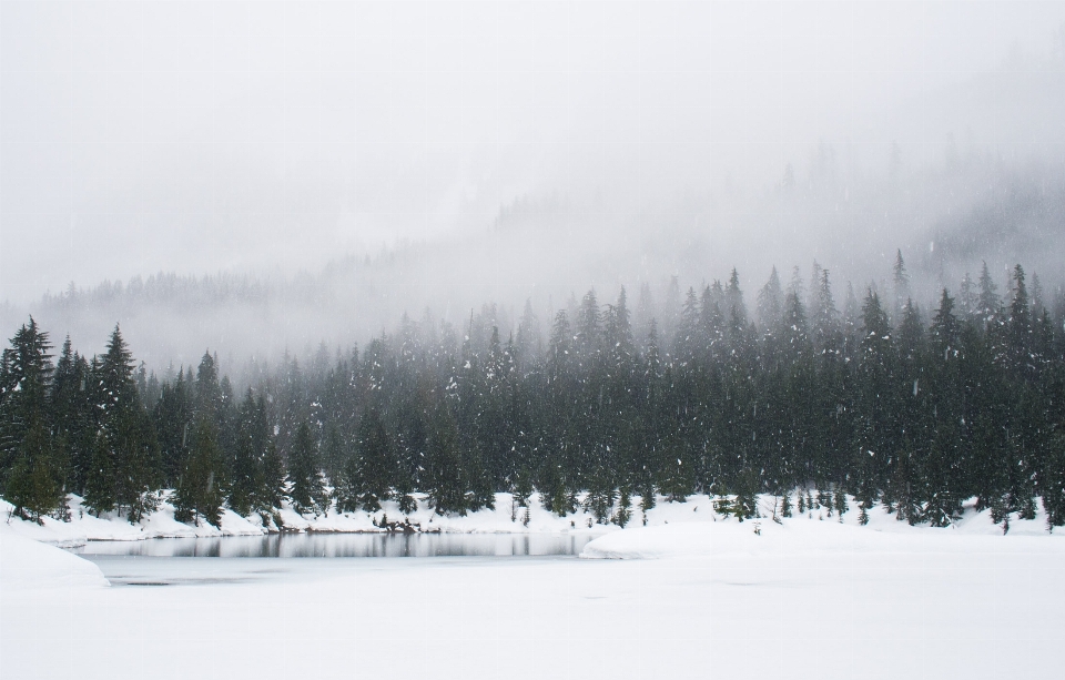 Tree forest mountain snow