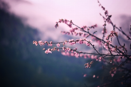 Branch blossom cloud plant Photo