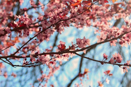 Baum zweig blüte anlage Foto