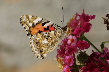 Foto Flor florescer inseto botânica
