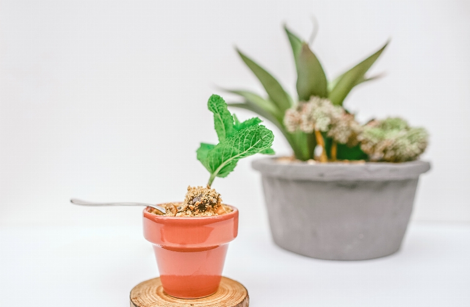 Planta flor florero alimento