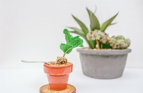 Plant flower vase food Photo