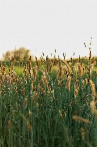 Grass plant field meadow Photo