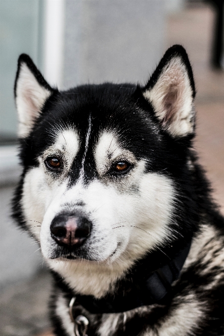 Köpek yavrusu memeli omurgalı
