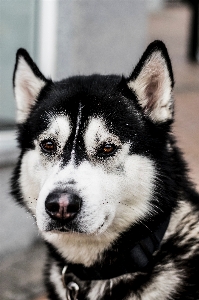 Foto Anak anjing mamalia bertulang belakang
