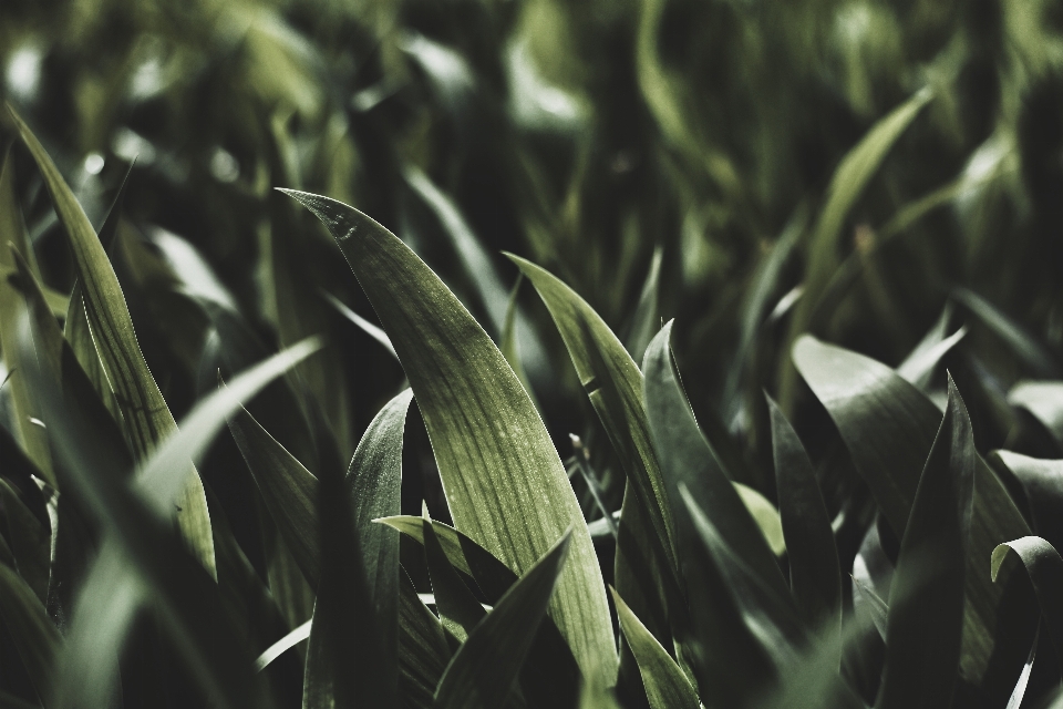 Grass branch plant field