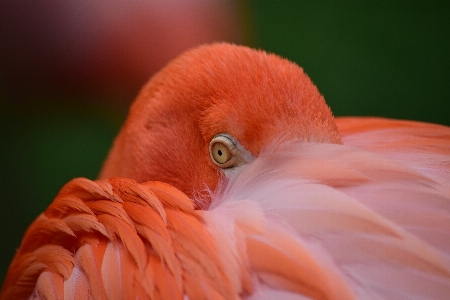 Bird wing flower petal Photo