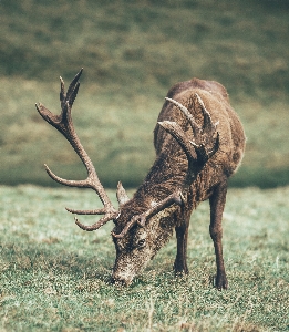 Grass prairie wildlife deer Photo