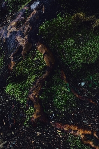 木 自然 森 rock 写真