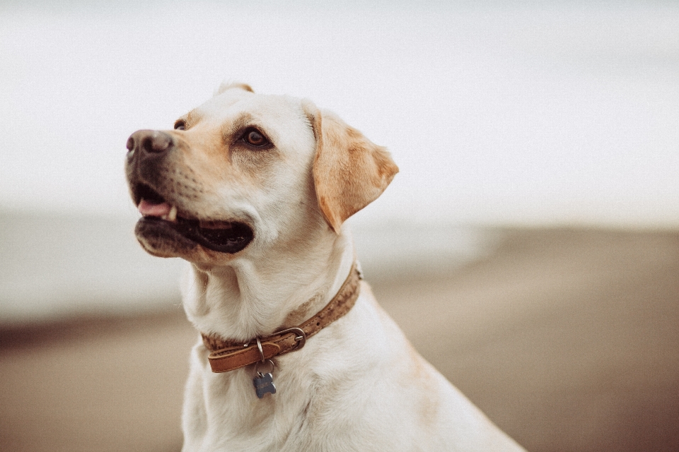 Beach white puppy dog