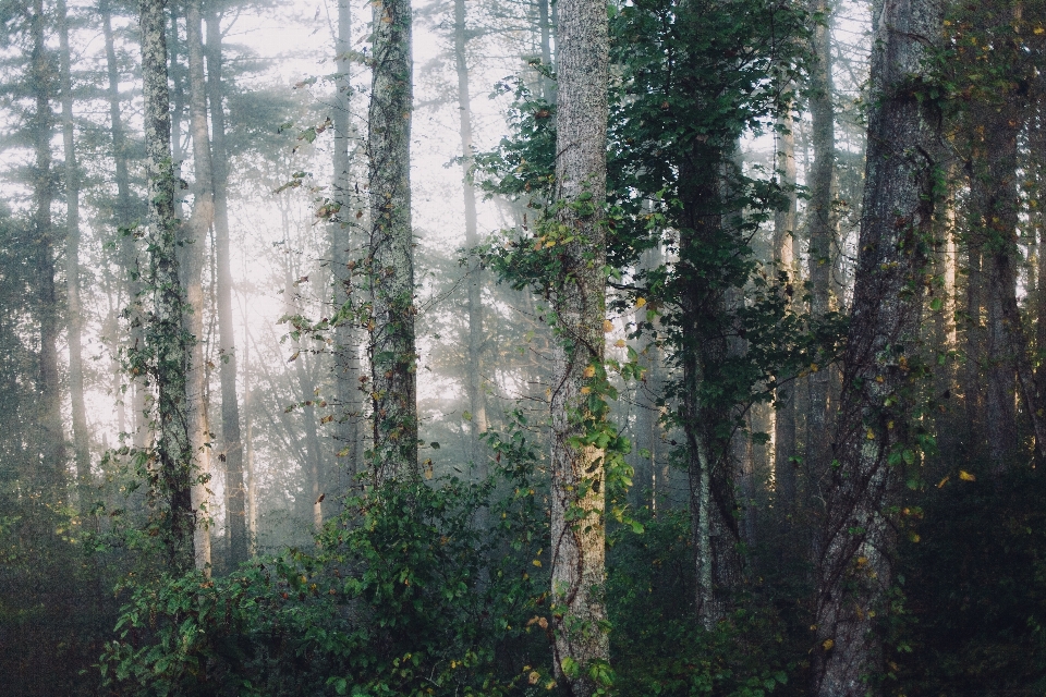 Baum natur wald wildnis
