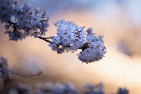 Tree nature branch blossom Photo