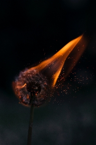 Night photography dandelion flower Photo