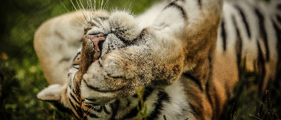 自然 動物 野生動物 野生