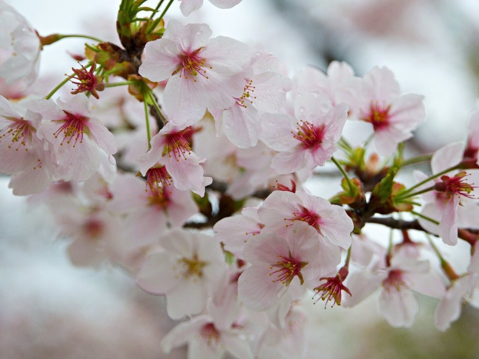 木 ブランチ 花 植物