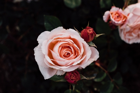 Blossom plant flower petal Photo