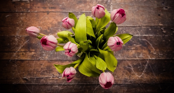 Blüte anlage fotografie blume Foto