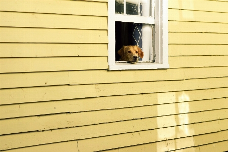 Wood floor window roof Photo