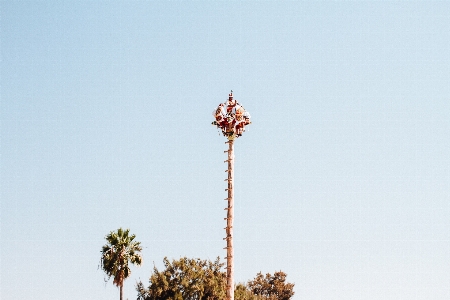 Tree plant sky palm Photo