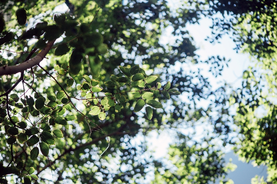 Arbre nature forêt bifurquer