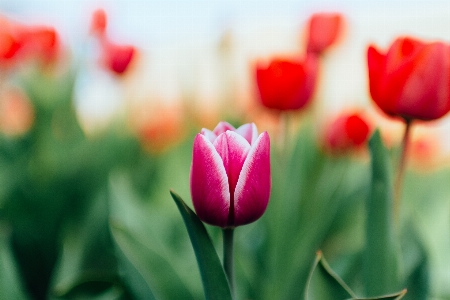 Foto Pianta fiore petalo tulipano