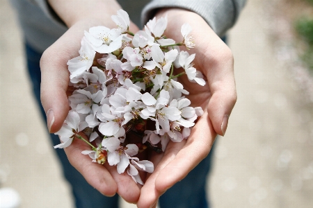 Blossom plant woman photography Photo