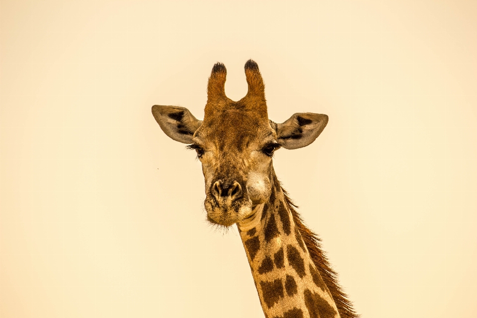 Wildlife mammal fauna giraffe