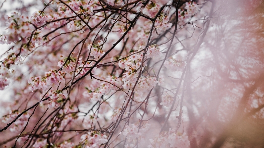 Foto Albero ramo fiore pianta