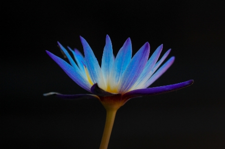 Light plant night photography Photo