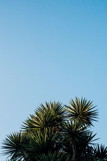 海 海岸 树 草