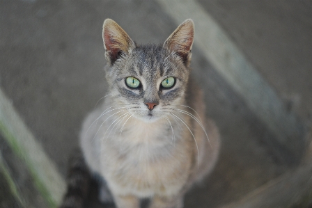 Photo Animal de compagnie chat félin mammifère