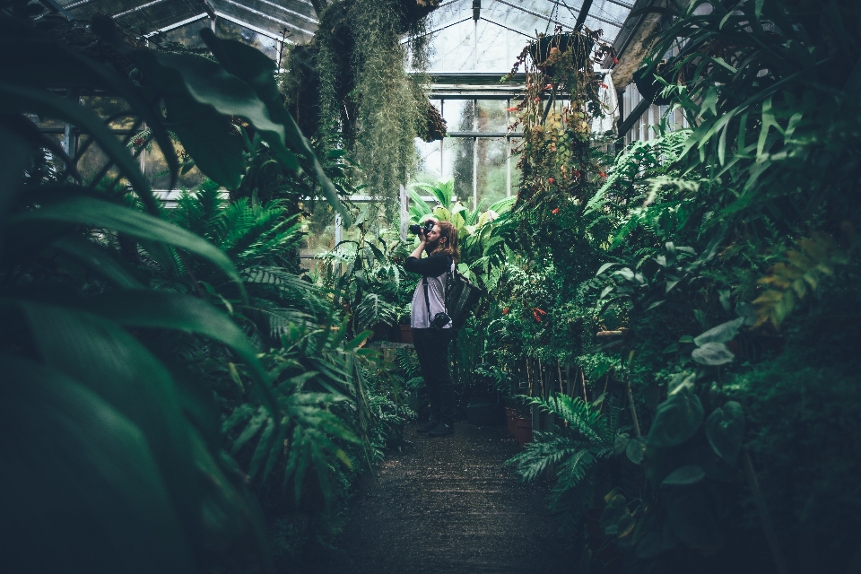 Forêt usine fleur vert