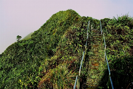 Tree nature forest grass Photo