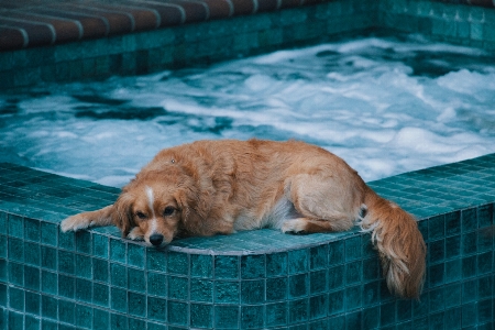 子犬 犬 動物 犬歯
 写真