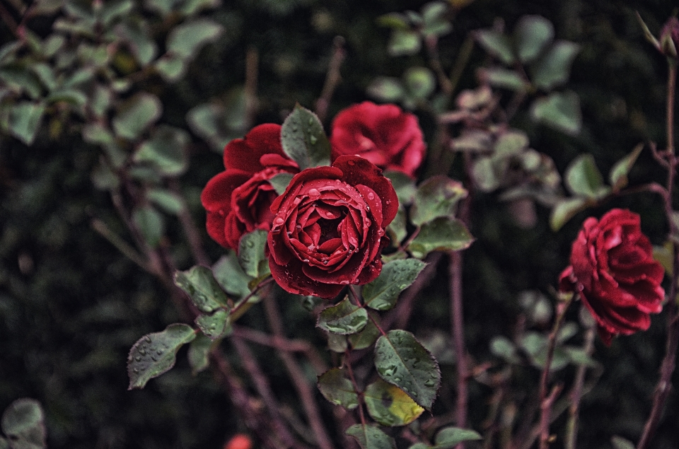 Natura fiore pianta foglia