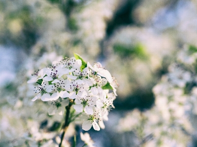 Foto árvore natureza grama filial