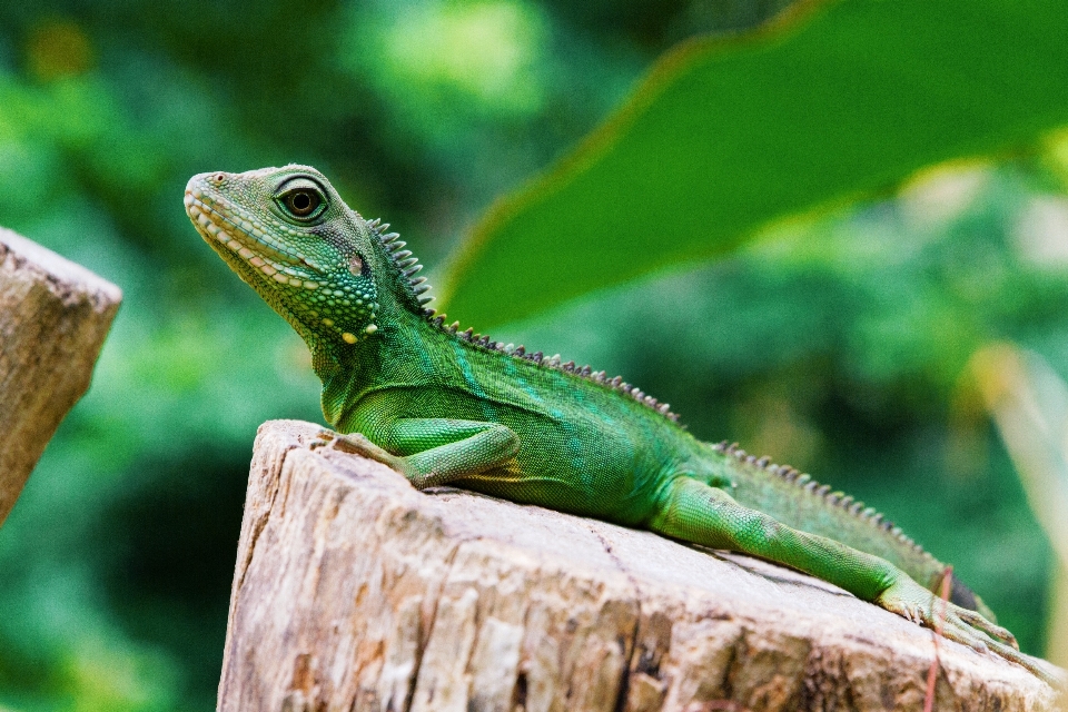 Margasatwa hijau reptil iguana