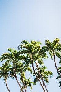 Tree grass branch plant Photo