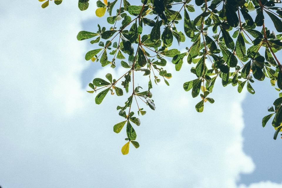 Baum zweig blüte wolke