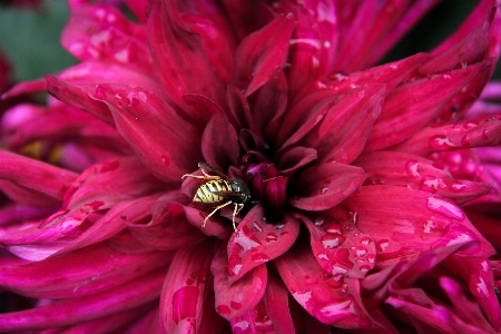 花 植物 写真撮影 紫 写真