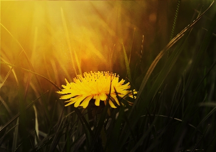 Nature grass light plant Photo