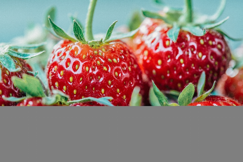 Planta fruta baya alimento