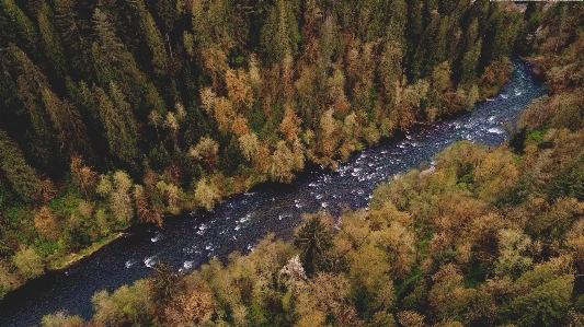 Tree forest wilderness mountain Photo