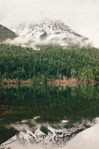 風景 木 水 自然 写真