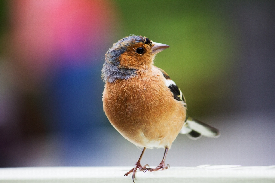 鸟 野生动物 喙 robin